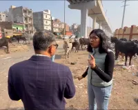 गौमाता पर जुल्म..डेयरी माफिया गायों का दूध निकाल उन्हें सड़क पर छोड़ देते हैं : स्वाति मालीवाल