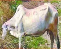 ग्रेटर नोएडा में खेतों में फसल खा रही गाय ने चाचा-भतीजे पर बोला हमला, एक की मौत दूसरा गंभीर