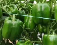 घर में शिमला मिर्च उगाने का सबसे आसान तरीका, 40 दिन में ताजी केमिकल फ्री सब्जी