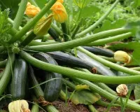 जुकिनी की खेती से बदलेगी किस्मत कम समय में बनेगी शानदार आमदनी , नई नकदी फसल किसानों की नई उम्मीद