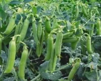 मटर की खेती में देसी तकनीक का कमाल, राख से होगा कीटों का खात्मा और बढ़ेगी शानदार पैदावार