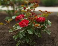 सर्दियों में गुलाब नहीं खिल रहा, इन चमत्कारी घरेलू उपायों से भर जाएगा पौधा ढेर सारी कलियों और बड़े बड़े फूलों से