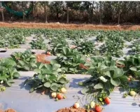 कम लागत में लाखों की कमाई, स्ट्रॉबेरी की खेती से बदली किसानों की किस्मत और खुला मुनाफे का नया रास्ता