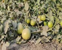 टमाटर की खेती में फल फटने की सबसे बड़ी समस्या, सही कारण जानिए और फसल को पूरी तरह बचाइए