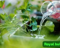 Kitchen gardening tips: कड़ाके की ठंड में पौधों को बचाने का बड़ा तरीका, इन देसी उपायों से बगिया रहेगी हरी भरी