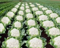 Cauliflower cultivation January: जनवरी में फूलगोभी की खेती से होगी बंपर कमाई, सही रोपाई तकनीक से मुनाफा तय