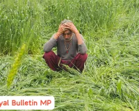 बेमौसम बारिश और ओलावृष्टि से हिला मध्यप्रदेश, फसलें तबाह, सरकार ने दिए सर्वे और राहत के निर्देश