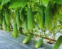 kheera kheti guide: गर्मी से पहले खीरे की खेती शुरू करें, सही तकनीक से मिलेगा शुरुआती बाजार और मोटा मुनाफा