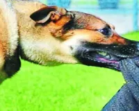 सहारनपुर के नानौता में आवारा कुत्तों का आतंक, 35 से अधिक लोग घायल, महिलाओं और बच्चों में दहशत