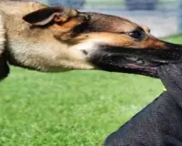 सहारनपुर के देवबंद नगर में आवारा कुत्तों का आतंक, लोग सुरक्षा की मांग पर आमादा