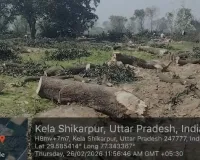 शामली में वन विभाग और उद्यान विभाग की शह पर मौल आये हुए आम के हरे भरे पेडो की अंधाधुंध कटाई