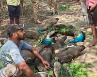 गाजियाबाद के लोनी में मोरों का सामूहिक संहार: जहरीले दाने चुगने से बड़ी संख्या में राष्ट्रीय पक्षी की मौत