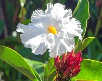 केवकंद: तना, जड़ और पत्तियों में छिपे हैं औषधीय गुण, शारीरिक कमजोरी को करेगा छूमंतर