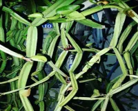 हड़जोड़: अस्थि रोग की वजह से बढ़ गई है परेशानी? यह पौधा दिलाएगा आराम 