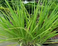 छोटा सा लेमन ग्रास है बड़े काम की चीज, खाने से लेकर लगाने में लाभकारी 