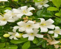 स्वर्ग से आए इस पौधे में सुगंध के साथ हैं अनगिनत गुण, नींद से लेकर पाचन शक्ति बढ़ाने में करेगा मदद