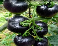 लाल नहीं, काला टमाटर हैं गुणों से भरपूर, दिल की सेहत का रखेगा खास ख्याल 