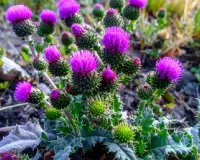 गोरखमुंडी के फायदे : सिरदर्द से किडनी स्टोन तक का करे असरदार प्राकृतिक इलाज