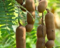 स्वाद और सेहत का खजाना: पाचन तंत्र को मजबूत कर वजन नियंत्रण में कारगर इमली 