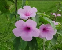 घर में जरूर लगाएं ये तीन पौधे, त्वचा और पेट संबंधी रोगों से मिलेगा छुटकारा