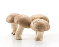 घर बैठे मशरूम की खेती 5 हजार से शुरू करें और हर महीने कमाएं 30 हजार तक का मुनाफा