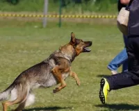 दबंगई का एक सनसनीखेज मामला : राहत कैंप से लौट रही बिजली टीम पर प्रधान ने छोड़ा जर्मन शेफर्ड, पांच कर्मचारी घायल