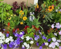 Home gardening tips: 40 रुपये का छोटा पैकेट और गमलों में कमाल, पौधों की सेहत बदलने का आसान तरीका