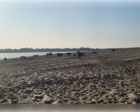 औरैया के बड़ी गूंज गांव में आक्रोश, फसल बर्बादी से भड़के किसान हुए कठोर: करंट वाले तारों के बीच भूखे-प्यासे कैद किए छुट्टा गोवंश