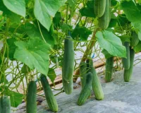 Cucumber Cultivation Tips: फरवरी मार्च में शुरू करें खीरा और ककड़ी की वैज्ञानिक खेती, कम समय में पाएं जबरदस्त मुनाफा