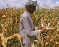 स्वीट कॉर्न की खेती, 90 दिन में तैयार होने वाली फसल, कम लागत में लाख तक की आमदनी