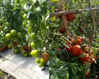 देसी तकनीक से टमाटर की खेती में जबरदस्त कमाई, एक पौधे से 10 किलो तक उत्पादन