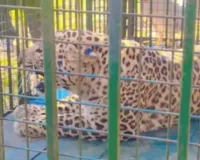  बिजनौर के नूरपुर में पिंजरे में कैद हुआ गुलदार , कई दिनों से दहशत में थे ग्रामीण