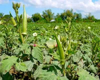 Bhindi Farming: फरवरी में भिंडी की बुवाई से ज्यादा पैदावार, सही किस्म चुनकर किसानों को मिल सकता है बड़ा फायदा