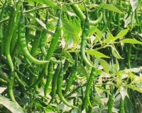 हरी मिर्च की खेती से लाखों की कमाई जानें उत्पादन तकनीक और मुनाफे का पूरा गणित