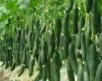 Kheera Farming: फरवरी में करें अगेती खीरे की खेती 50 दिन में तुड़ाई और बाजार में मिलेगा ऊंचा दाम