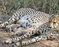 कूनो में बढ़ता चीतों का परिवार...मादा चीता गामिनी दूसरी बार बनी मां, जन्में तीन शावक