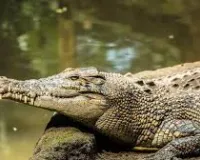 मुंबई के जुहू में घर के अंदर मगरमच्छ और कछुआ पालने का खुलासा, दोनों जीव सुरक्षित रेस्क्यू