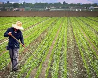 Multi Cropping Technique से कमाई चार गुना तक, फरवरी में भिंडी के साथ मूली पालक चुकंदर की सहफसली खेती बनेगी मुनाफे का नया रास्ता