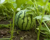 Early watermelon cultivation: फरवरी में अगेती तरबूज की खेती से बदलेगी किस्मत, सिर्फ 3 महीने में होगी जबरदस्त कमाई और बंपर मुनाफा