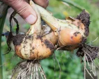 सिर्फ 30 दिन में तैयार प्याज भाजी, घर की बाड़ी में उगाएं कम खर्च में ताजी ऑर्गेनिक सब्जी पाएंगे बड़ा फायदा