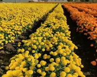 फरवरी में गेंदा की खेती से कम लागत में पाएं डबल मुनाफा, जानें पूसा की उन्नत किस्में और वैज्ञानिक तरीका