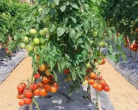 मचान विधि से टमाटर की खेती 1 बीघा में 1 लाख लागत और कई गुना मुनाफा ऑर्गेनिक फसल से छप्परफाड़ कमाई