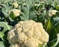 फूलगोभी की खेती से 90 दिनों में लाखों की कमाई, कम जमीन में बड़ा मुनाफा और किसानों की नई सफलता कहानी