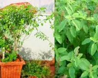 Tulsi Plant: सूख चुका तुलसी का पौधा फिर से हरा भरा बनाने का आसान घरेलू तरीका