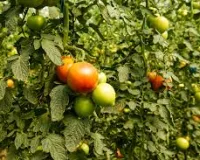 टमाटर की टॉप हाइब्रिड किस्में जो बना सकती हैं लखपति, फरवरी में रोपाई और 100 टन तक पैदावार का मौका