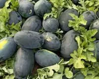 मार्च में तरबूज की खेती का गोल्डन फॉर्मूला, गर्मी में रिकॉर्ड पैदावार और तगड़ा मुनाफा पाने का सबसे आसान तरीका