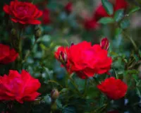 Rose plant care: मार्च में भी खिलेगा आपका गुलाब जानिए बसंत ऋतु में पौधे को हरा भरा रखने के आसान और असरदार उपाय