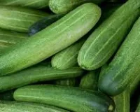 खीरे की खेती में न करें यह बड़ी गलती वरना जमीन में ही सड़ जाएगी पूरी फसल जानिए सही वैज्ञानिक तरीका