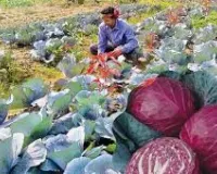 लाल गोभी की खेती से 110 दिन में लाखों की कमाई, गर्मी में हाई वैल्यू फसल से किसानों को बड़ा फायदा