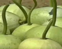 फरवरी में गोल लौकी की खेती से होगी तेज कमाई 45 दिन में तैयार फसल देगी शानदार मुनाफा